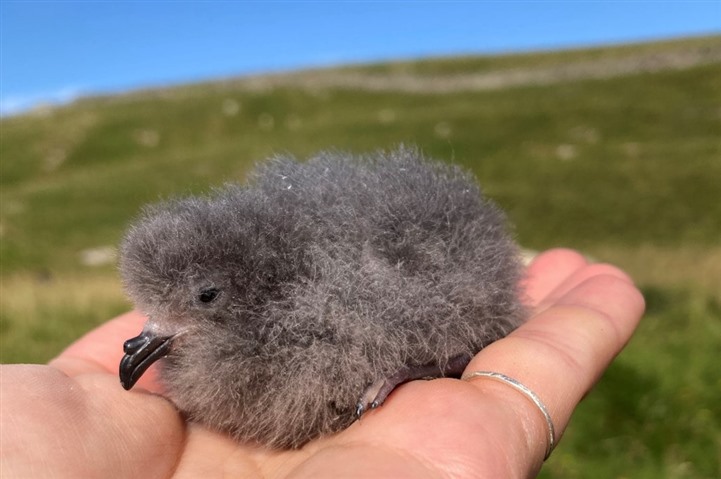 A small fluffy grey Storm Petrel chick sits on an outstretched hand