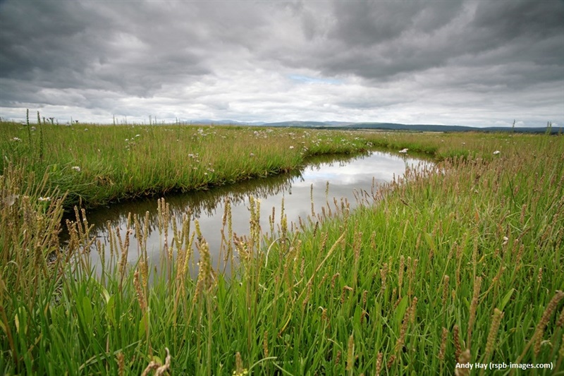 salt marsh at nigg bay covered in grass