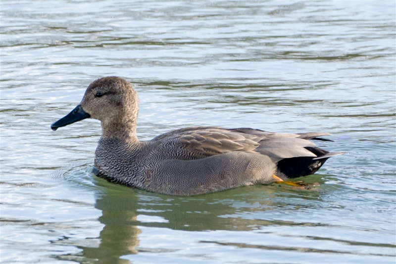 duck for id