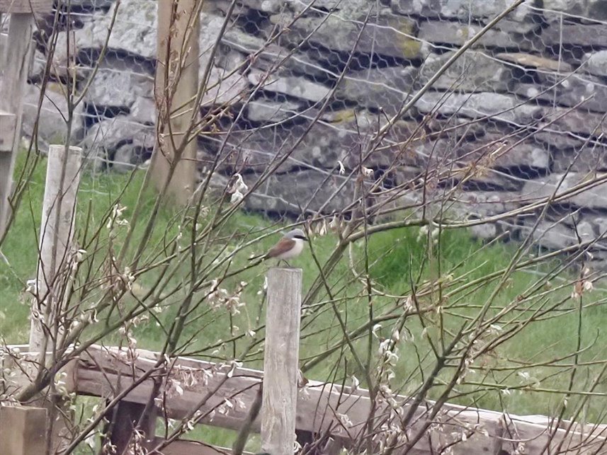 Red Backed Shrike in the trees!