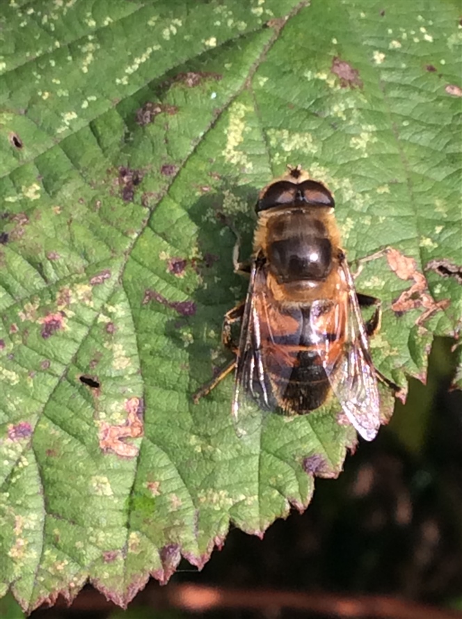 Common Drone fly