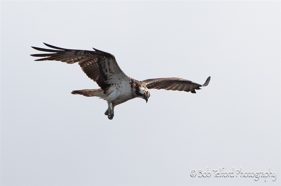 rspb osprey centre