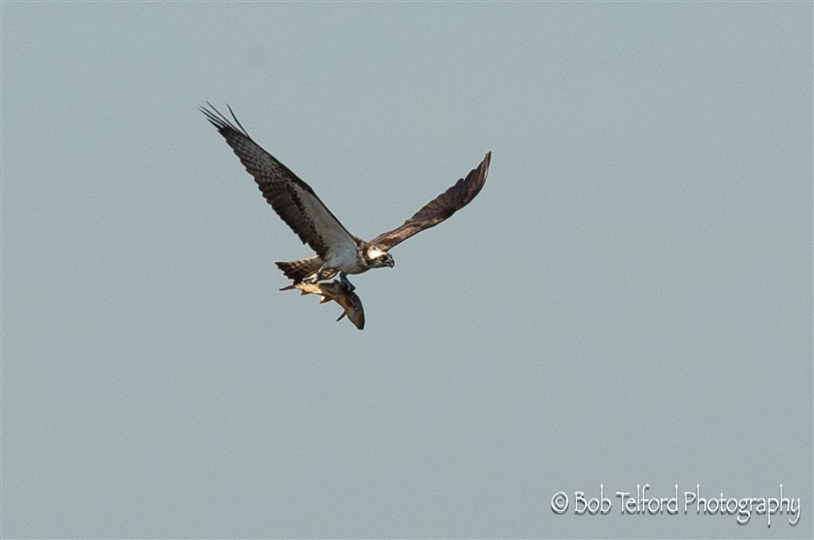 rspb osprey centre