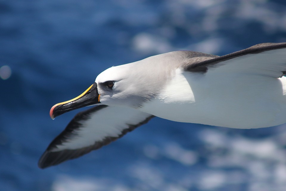 Atlantic yellow-nosed albatross Thalassarche chlororhynchos, adult in flight. Credit: RSPB (rspb-images.com)
