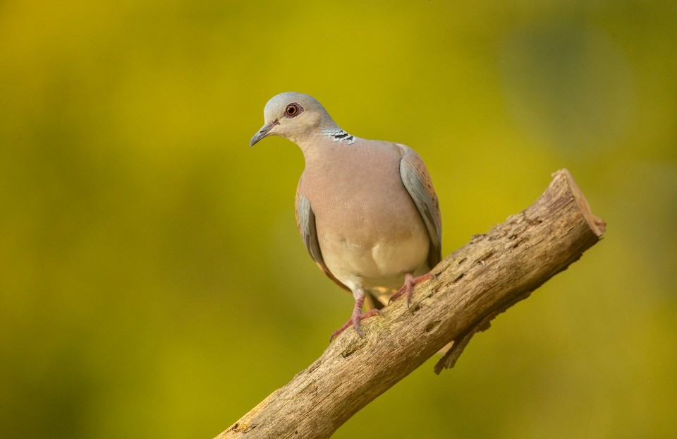 Turtle dove Streptopelia turtur, adult perched on branch. Credit: Ben Andrew (rspb-images.com)