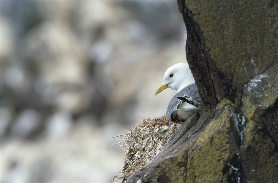 Kittiwake on nest