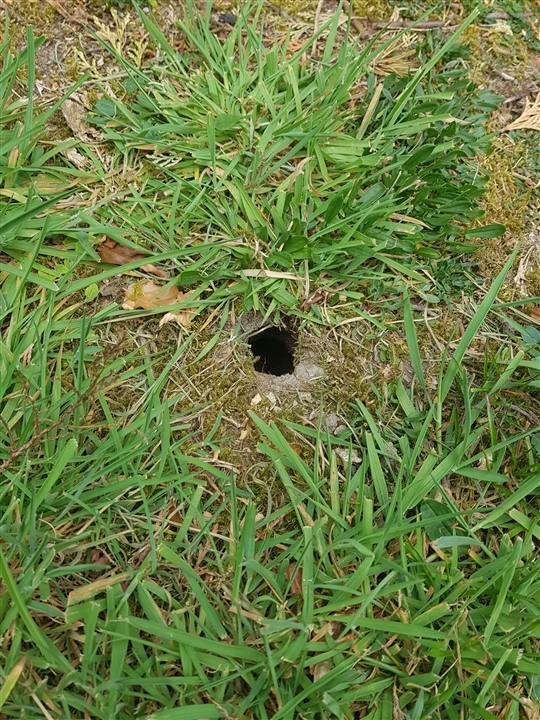 What does this burrow belong to and who has been digging holes in our garden?  - Ask an expert - Wildlife - The RSPB Community