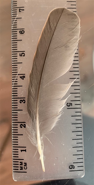 this feather from? - Identify this - Wildlife - RSPB Community