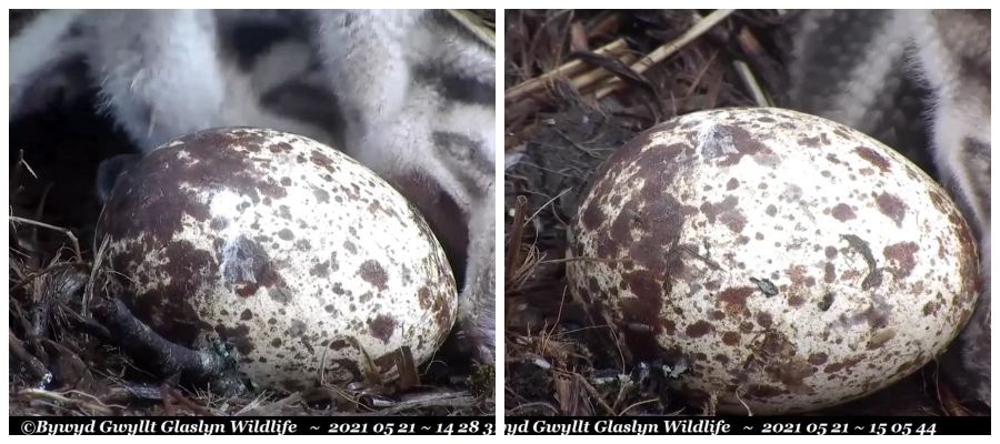 Glaslyn Ospreys April 2021 To End Of Feb 2022 Loch Garten Ospreys Loch Garten Ospreys