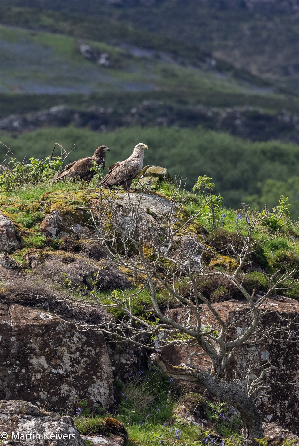 A White-tailed Eagle chick standing behind its parent on hillside in Mull